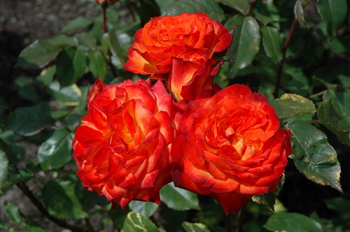 Best Red and Yellow Roses 8