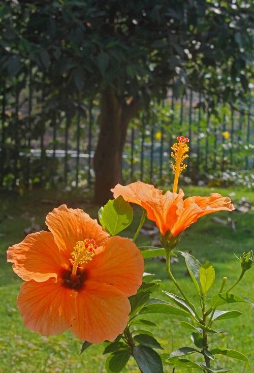 Tropical Plants with Orange Flowers