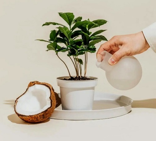 Is Coconut Water Good For Plants? 1