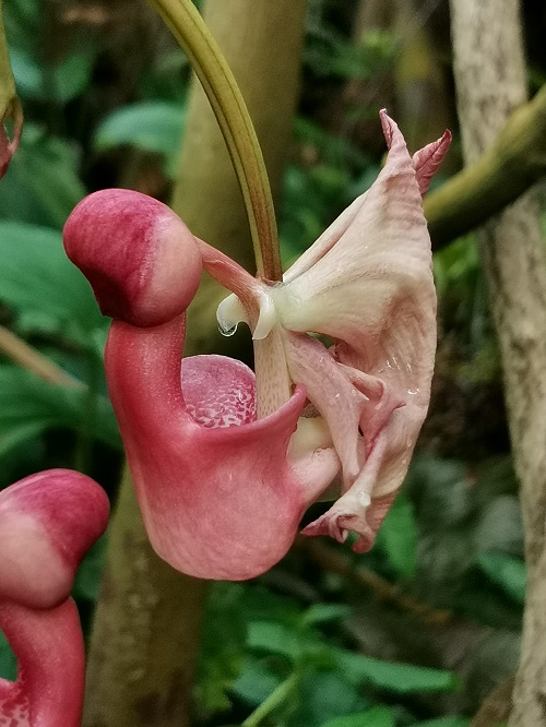 Plant that Looks Like a Penis 25
