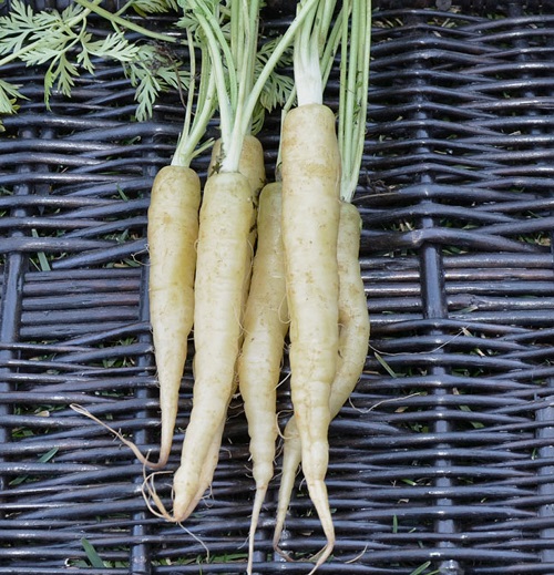 6 Best White White Carrots that Taste Delicious 1