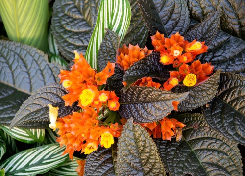 Episcia cupreata - with Orange Flowers