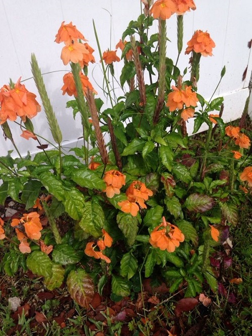 Crossandra infundibuliformis - Orange Flowers