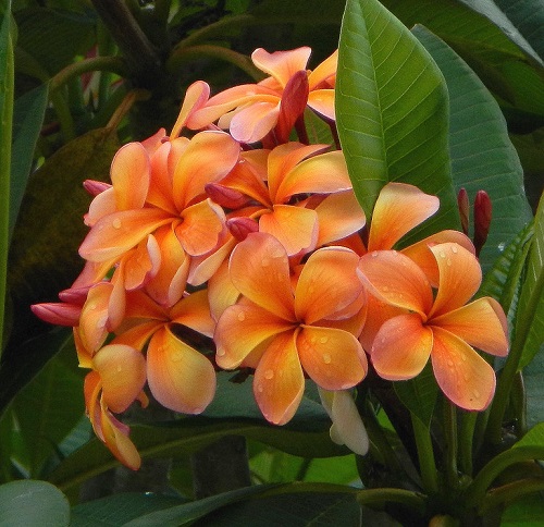 Plants with Orange Flowers - Plumeria rubra