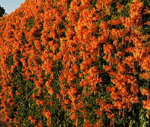Plants with Orange Flowers