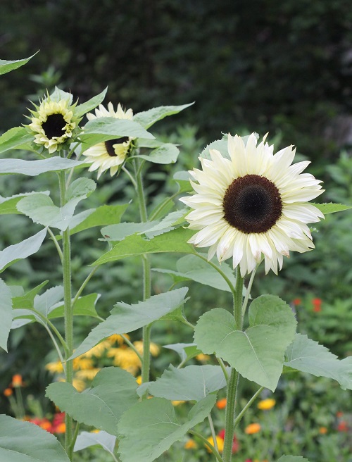 7 Gorgeous White Sunflowers 3
