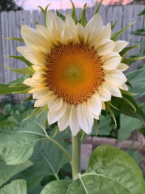 7 Gorgeous White Sunflowers 4