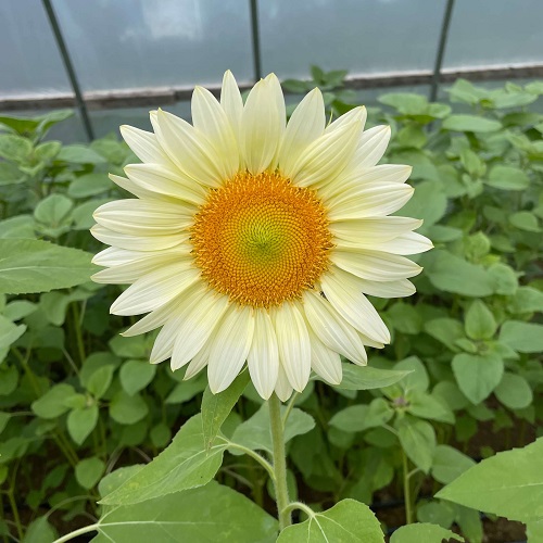 7 Gorgeous White Sunflowers 1