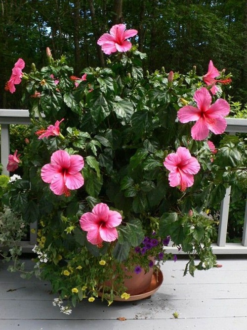 Hibiscus rosa-sinensis Pink Tropical Plant Varieties 