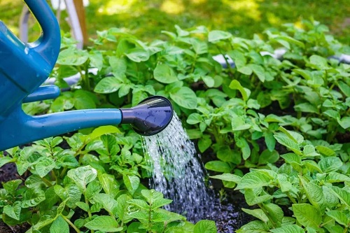 How To Flush Plants Without Overwatering 7