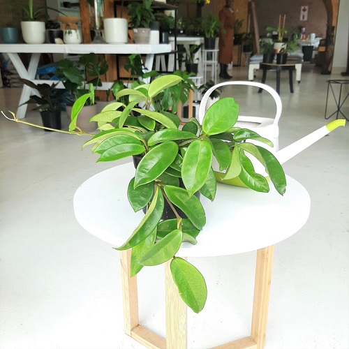 Coffee Table Plants 23