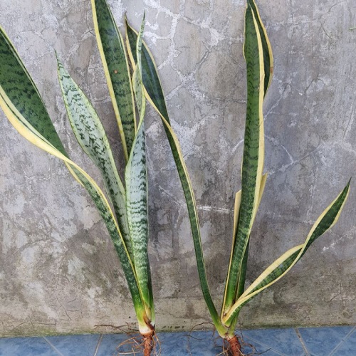 Learn How To Divide Snake Plant in 5 Steps! 2