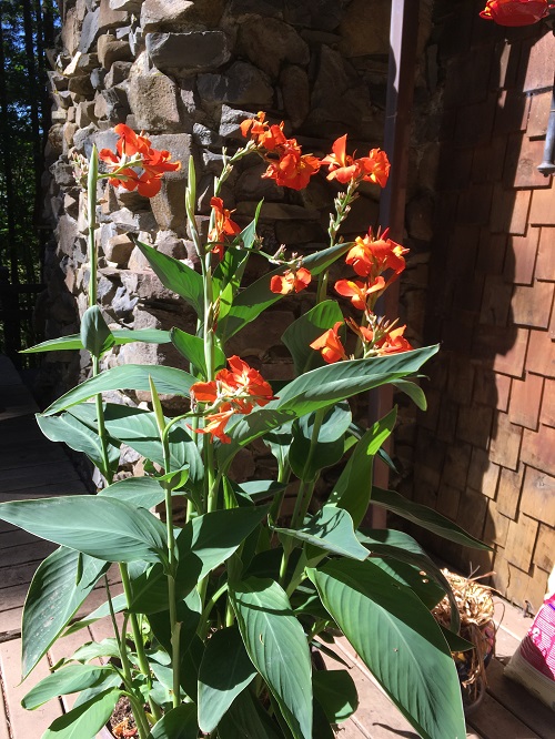 Canna indica - Orange Flowers