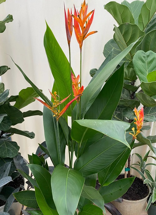 Plants with Orange Flowers