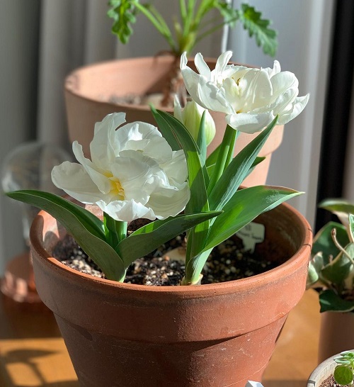 White Tulips 3
