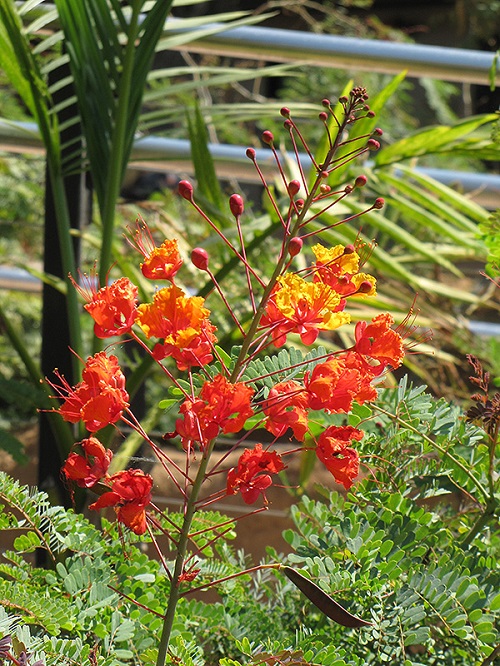Caesalpinia pulcherrima - Plants with Orange Flowers