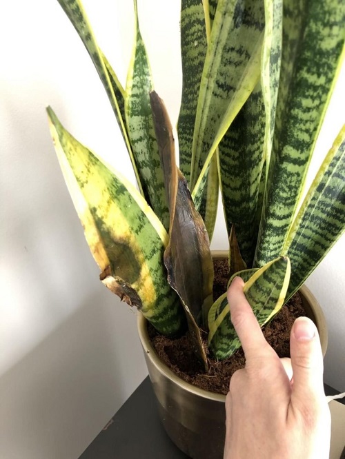 Holes In Snake Plant | Reasons And Solutions 2