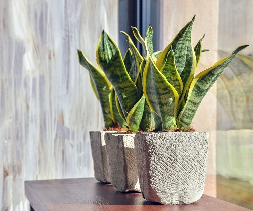 Learn How To Divide Snake Plant in 5 Steps! 4