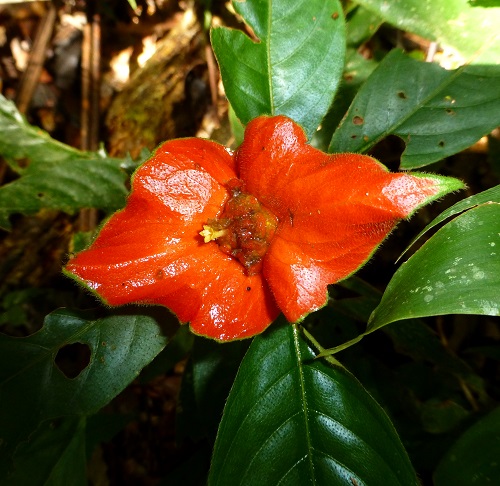 Psychotria elata with Orange Flowers