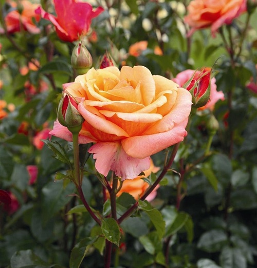 Best Red and Yellow Roses 6