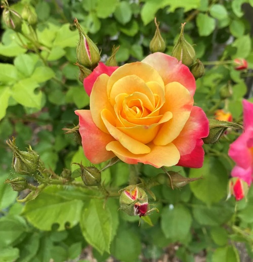 Best Red and Yellow Roses 1