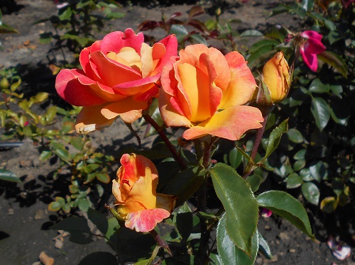 Best Red and Yellow Roses 7