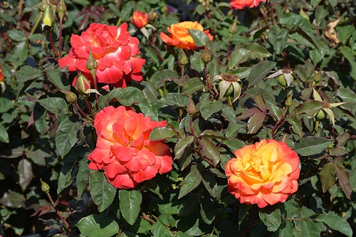 Best Red and Yellow Roses 5