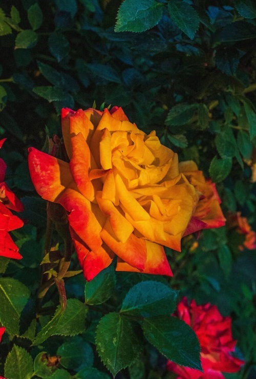 Best Red and Yellow Roses 4