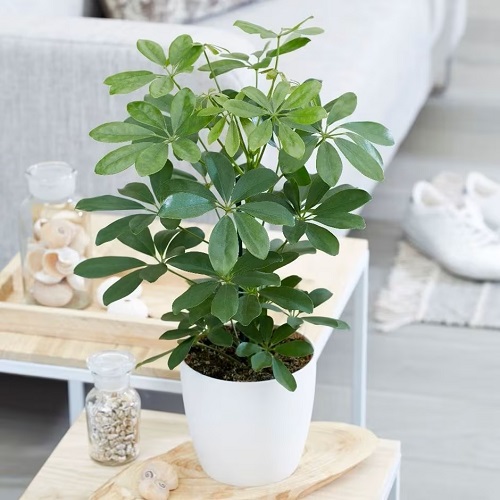 Coffee Table Plants 19