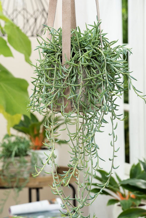 Hanging Succulents 