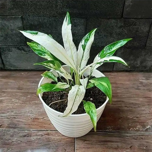 Green Plant With White Stripes On Leaves 6