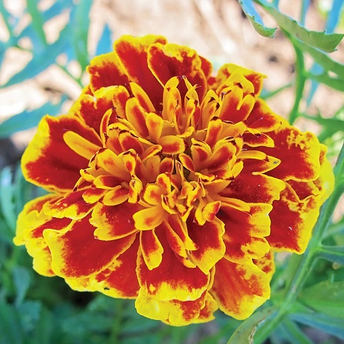 Tall Marigold Varieties 9