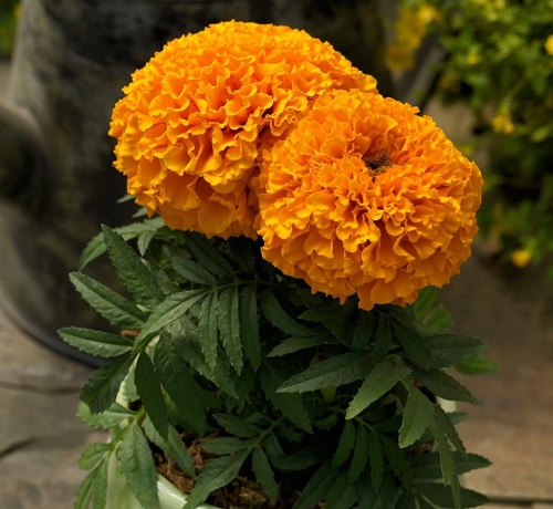 Tall Marigold Varieties 5