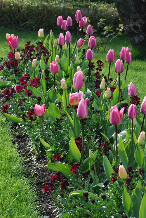 Purple Tulip Varieties 9