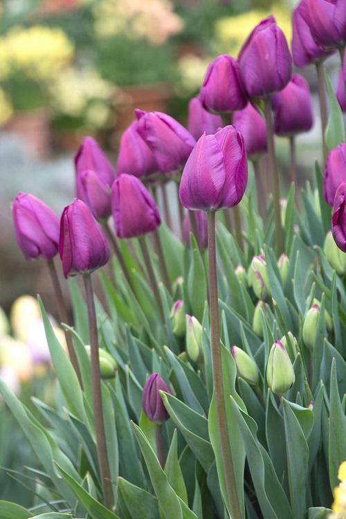 Purple Tulip Varieties 4