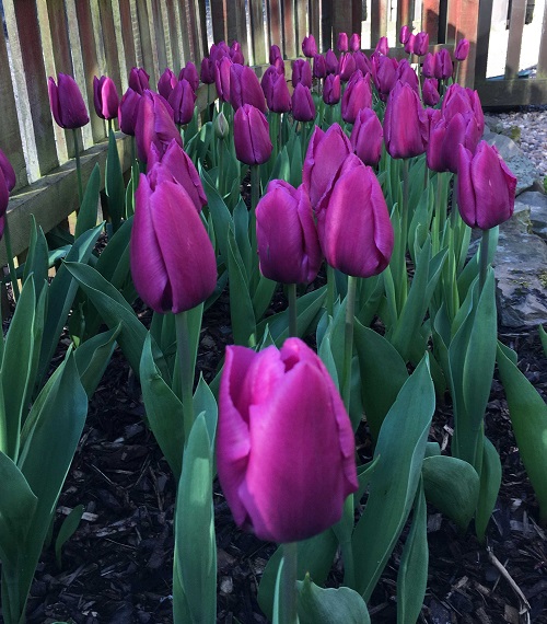Purple Tulip Varieties 8