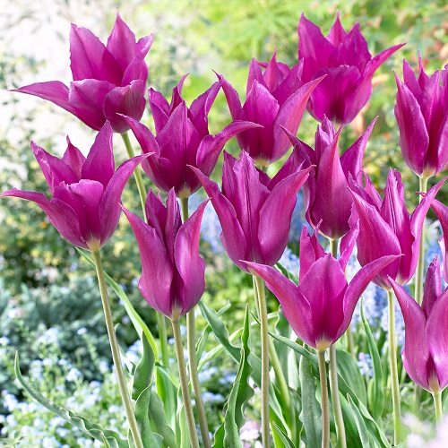 Purple Tulip Varieties 7
