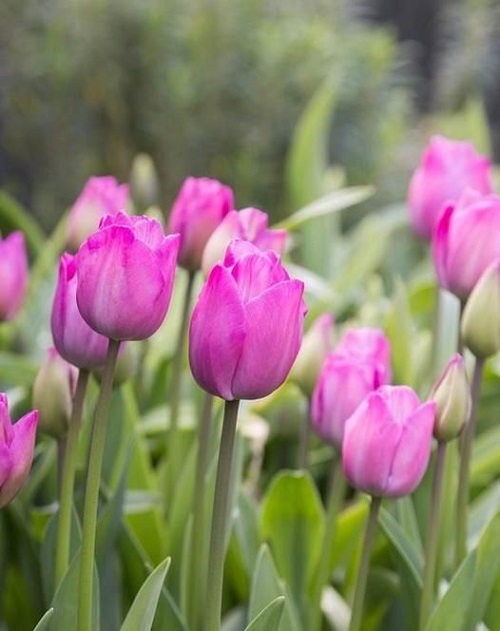 Purple Tulip Varieties 3