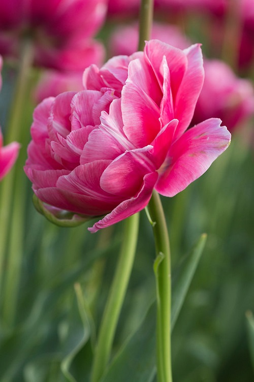 Pink Tulips 15
