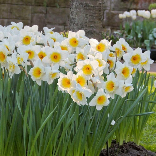 White Tulips 25