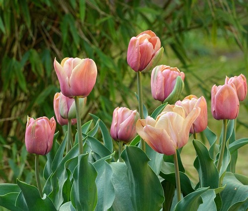Pink Tulips 3