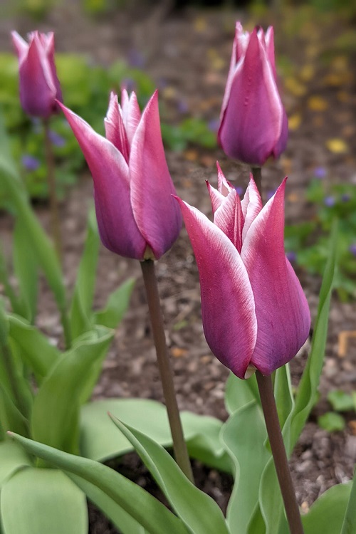 Purple Tulip Varieties 2
