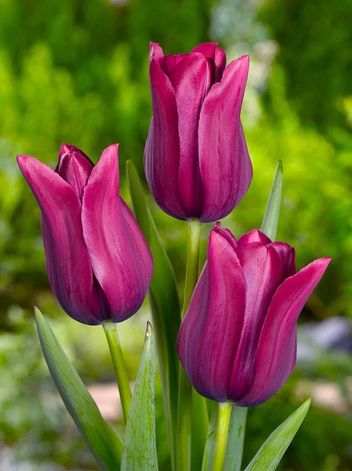 Purple Tulip Varieties 23