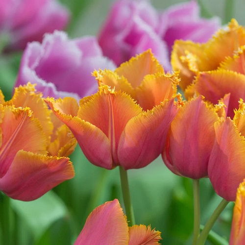 11 Mesmerizing Purple and Yellow Tulips 3