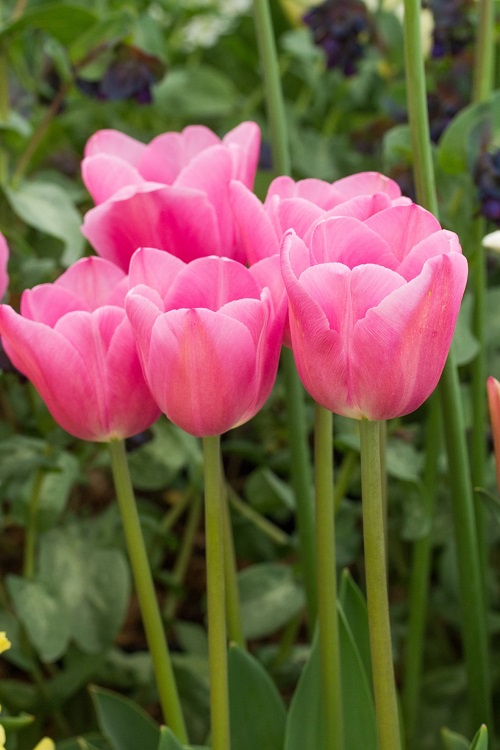 Pink Tulips 23