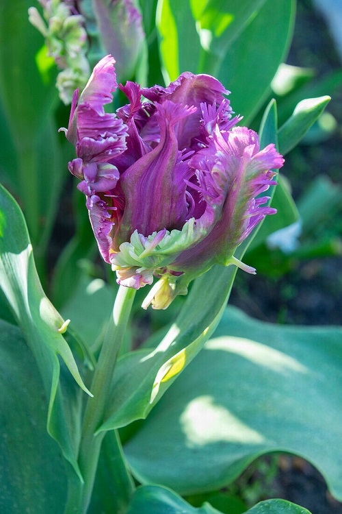 Purple Tulip Varieties 18