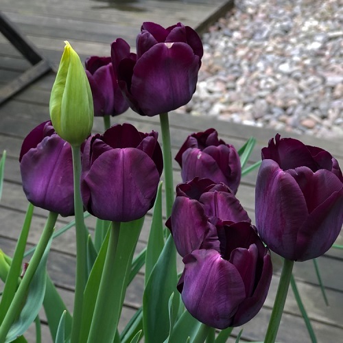 Purple Tulip Varieties 15