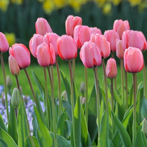 Pink Tulips 1