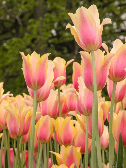 Pink Tulips 17