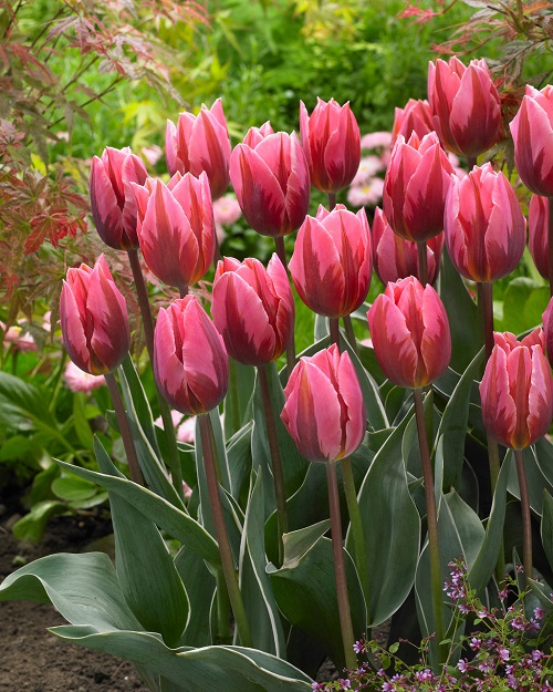 Pink Tulips 19